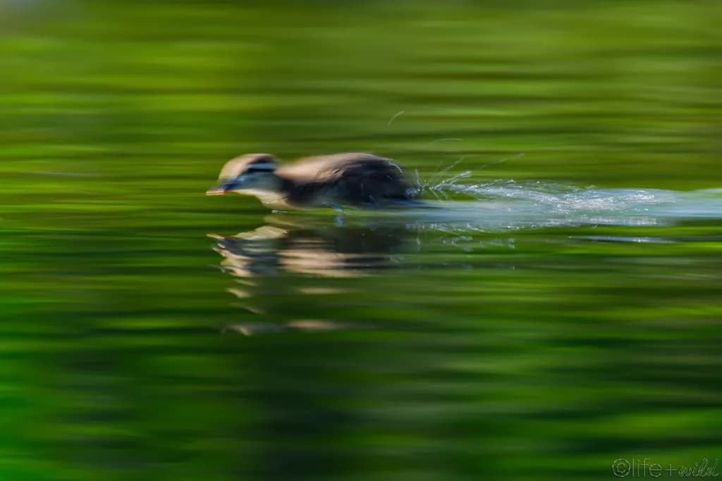 Zoomies