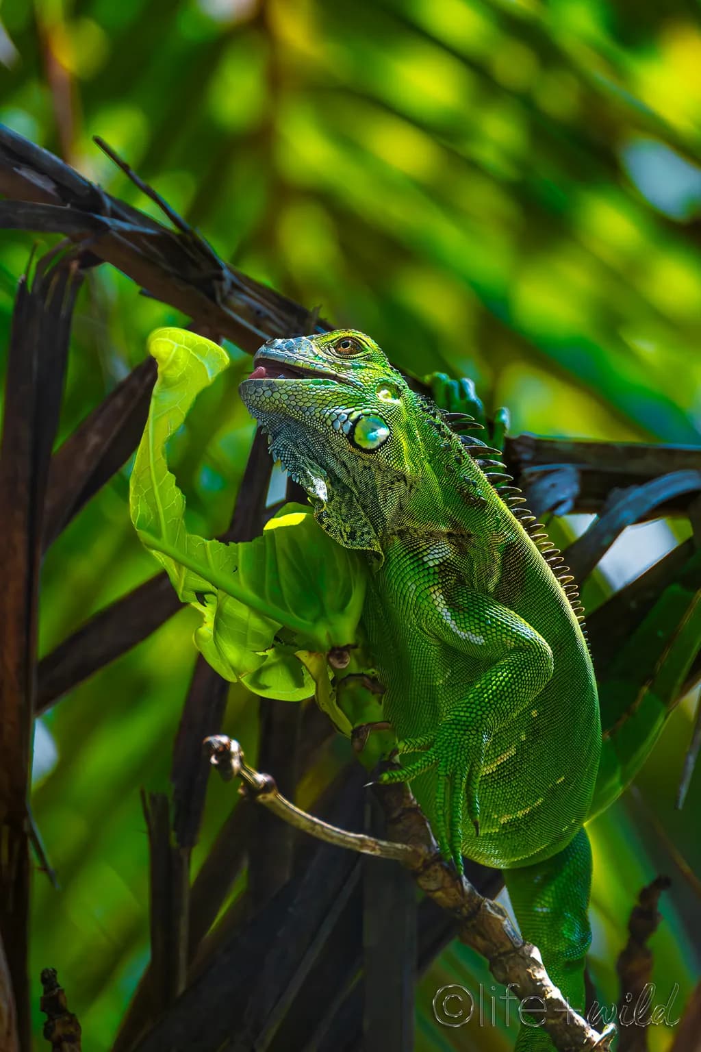 Verdant Vegan