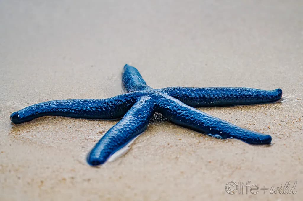 Azure Star