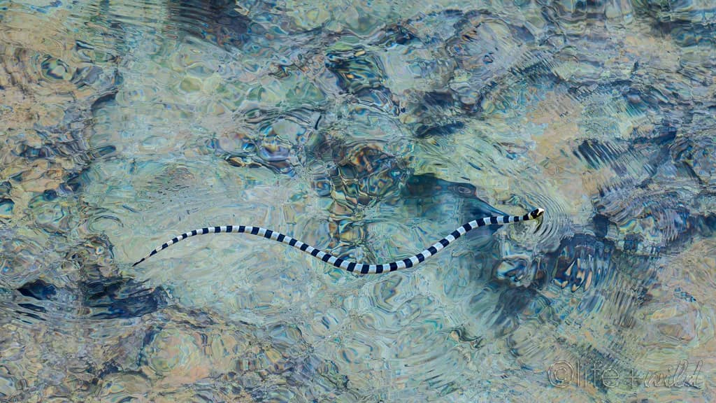Serpent of the Sea: A Glimpse into the Life of the Striped Eel in Crystal Waters