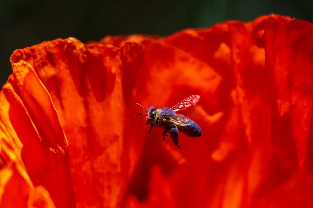 Poppy, Purpose and Purple Pollen