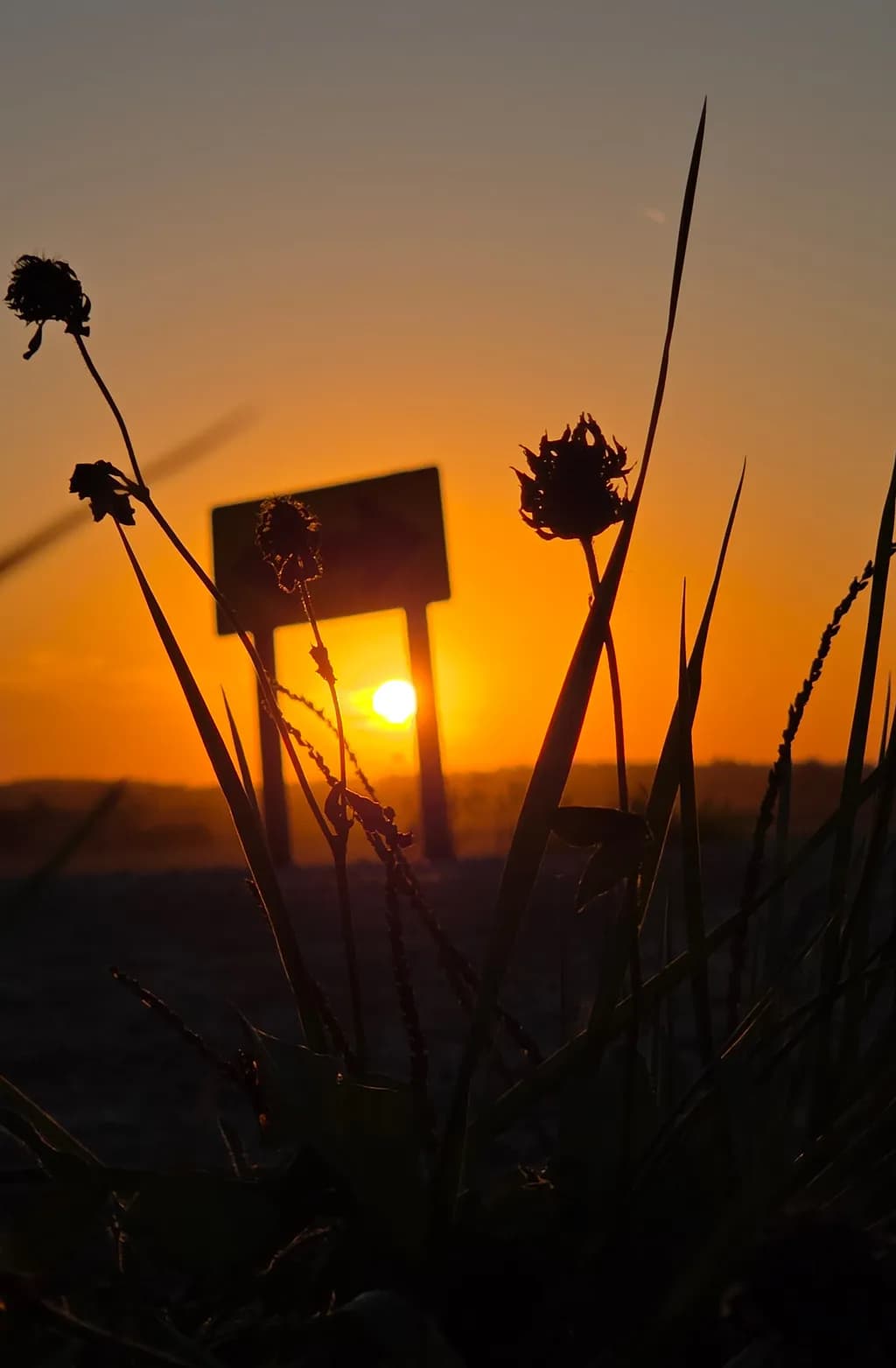 Sunset Silhouette