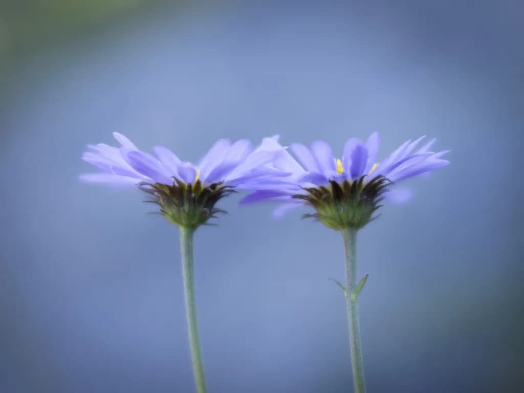 Purple Pair