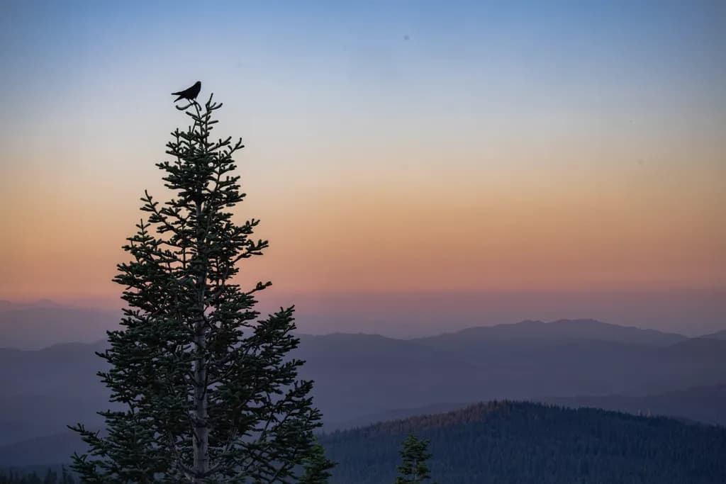 Sunrise Perch