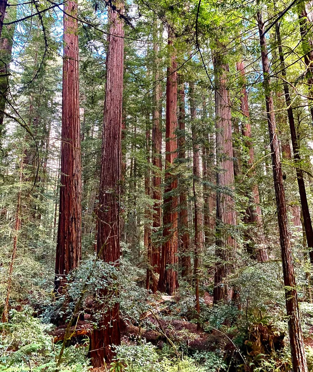 Redwood Refuge