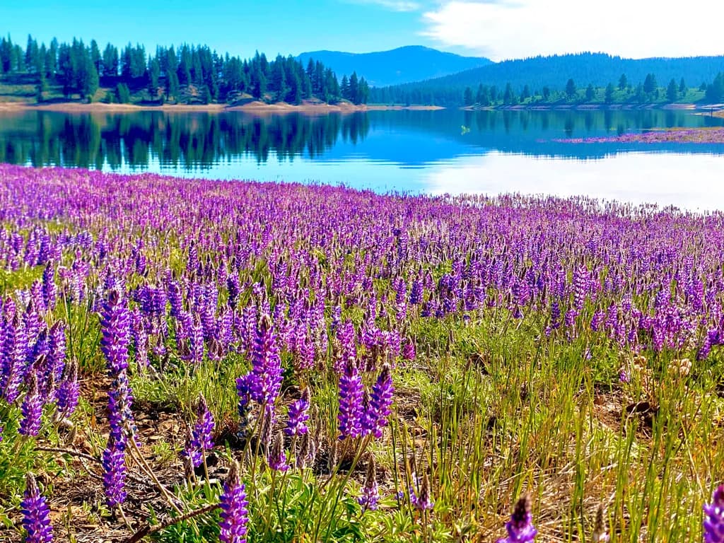 Lupine Lakeside