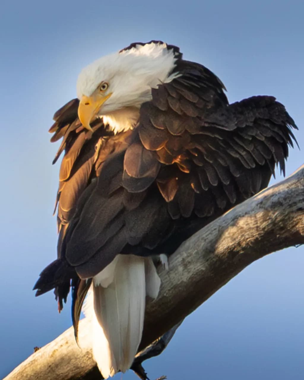 Guardian Eagle