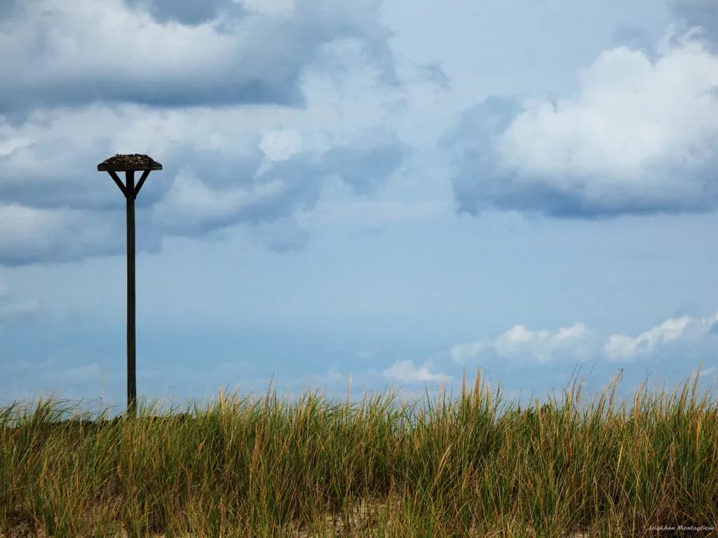 Missing Home Nest