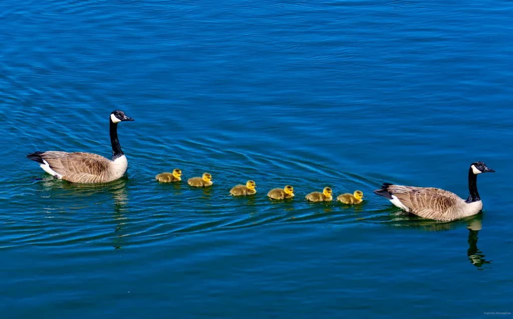 All in a Row