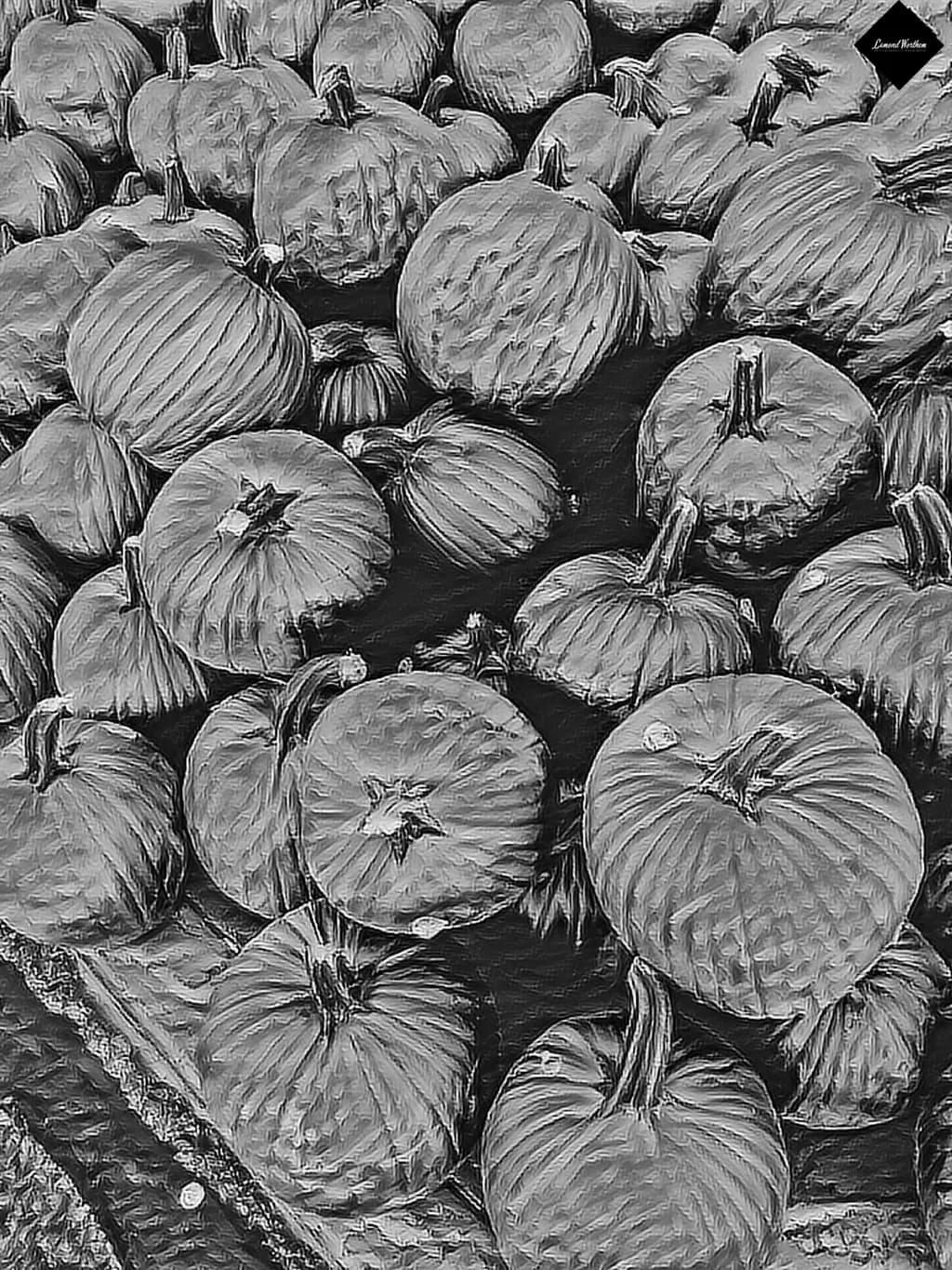 Harvest Harmony: A Monochrome Celebration of Autumn's Bounty
