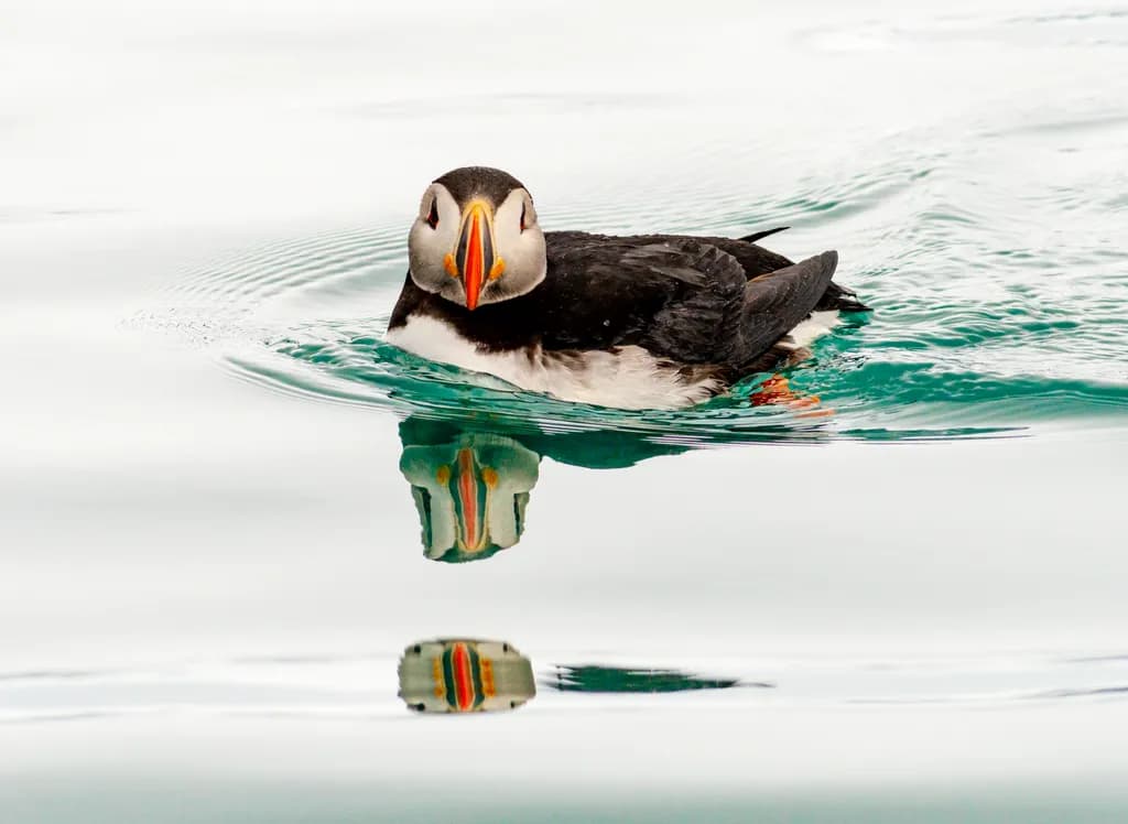 Puffin Reflections: A Serene Moment in Marine Life