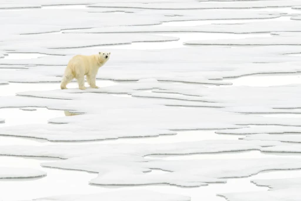 Solitude in the Arctic: A Polar Bear's Journey Across the Ice
