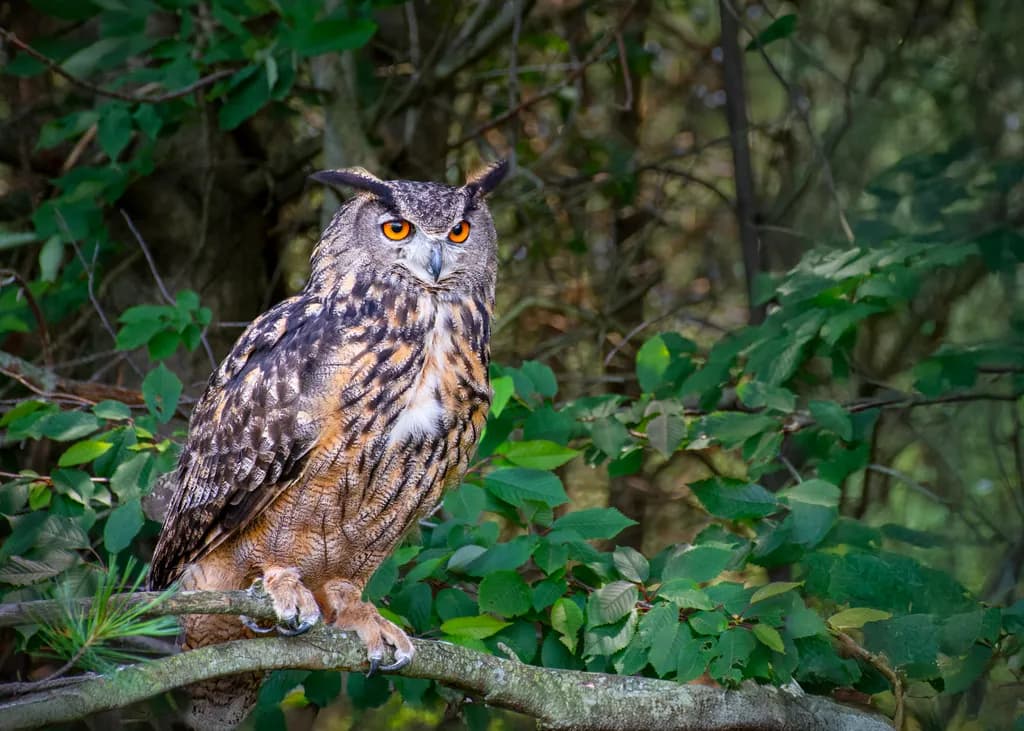 Majestic Gaze: An Intimate Portrait of an Owl in Nature's Embrace
