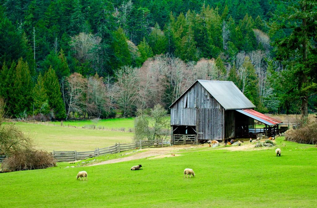 Whispers of Nature: A Serene Barn Scene on Salt Spring Island