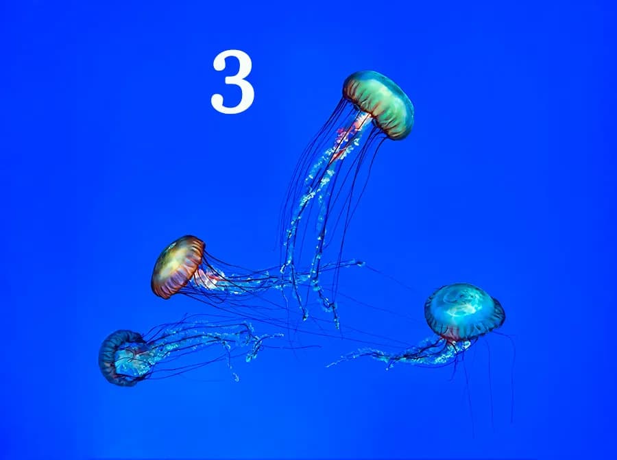 Jellyfish Dance