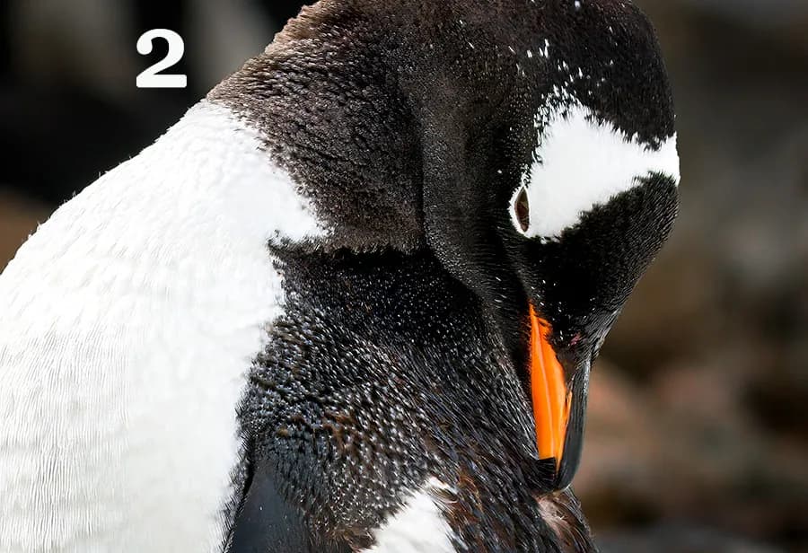 Penguin Portrait