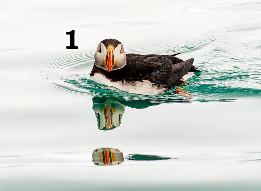 Puffin Reflections