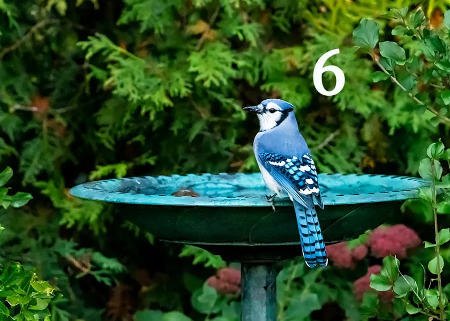 A Blue Jay's Pause