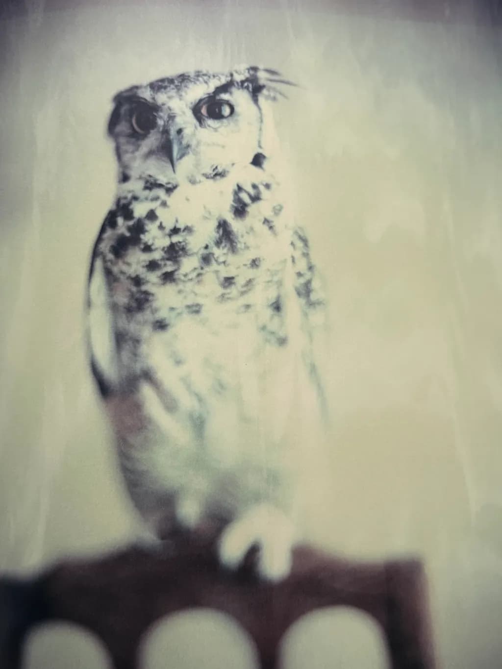 Ghost Owl