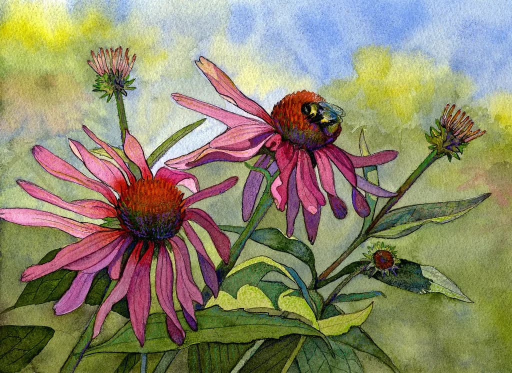 Cone Flowers