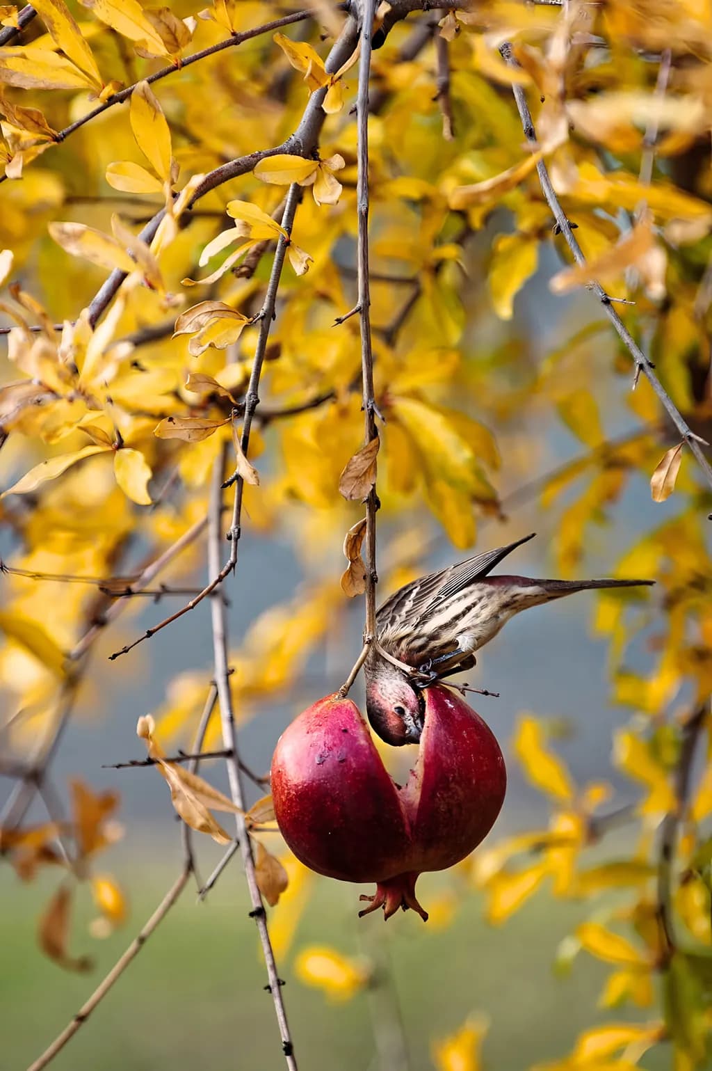 Autumn's Feast: A Bird's Delight Among Golden Leaves and Pomegranate Splendor