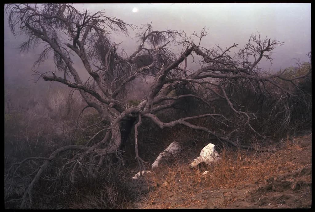 Whispers of the Fog: A Twisted Tree in a Barren Landscape