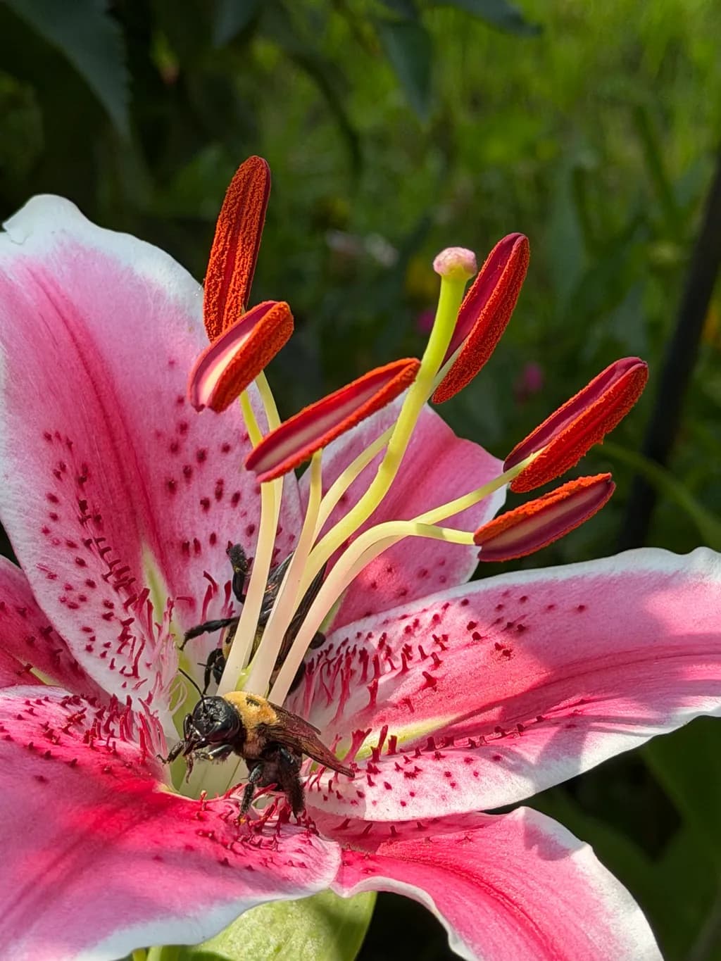 Pollinating Lily Buzz