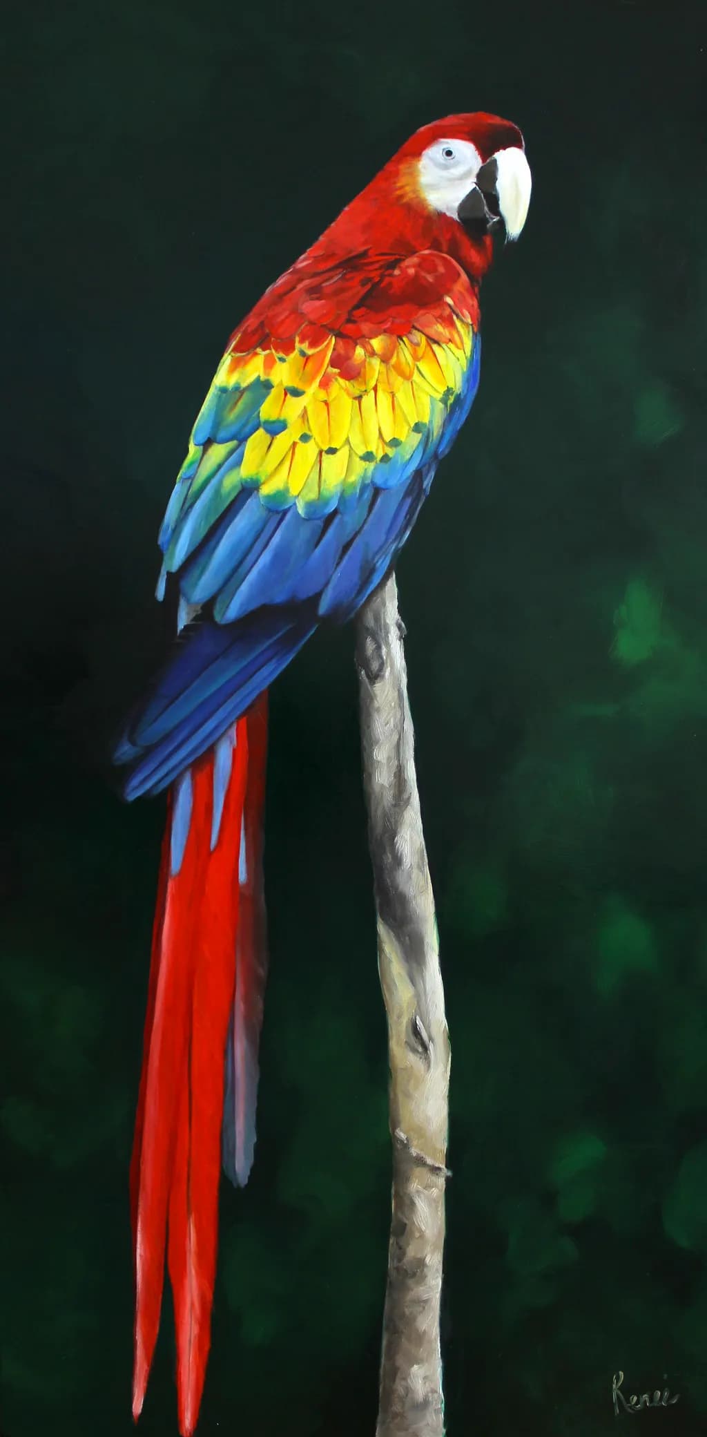 Macaw Majesty