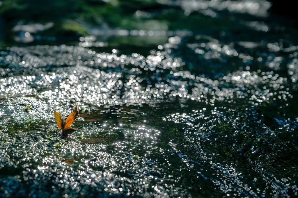 Light Dancing With A leaf