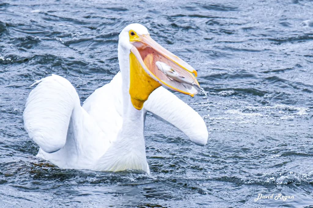 Pelican's Catch