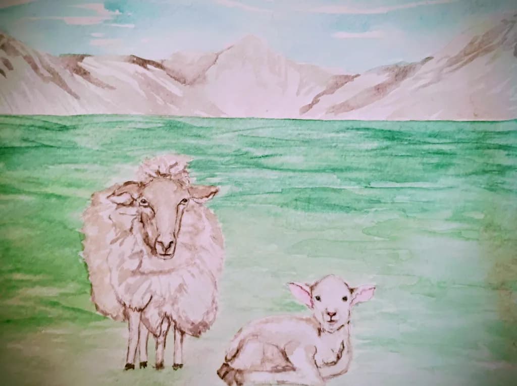 Mountain Meadow Sheep