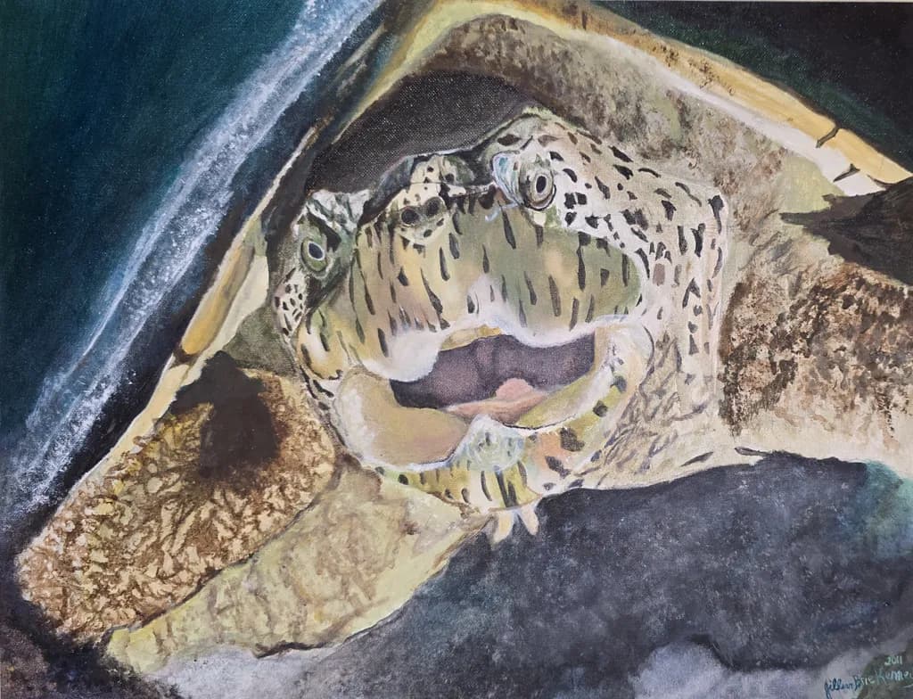 Spotted Turtle Resting
