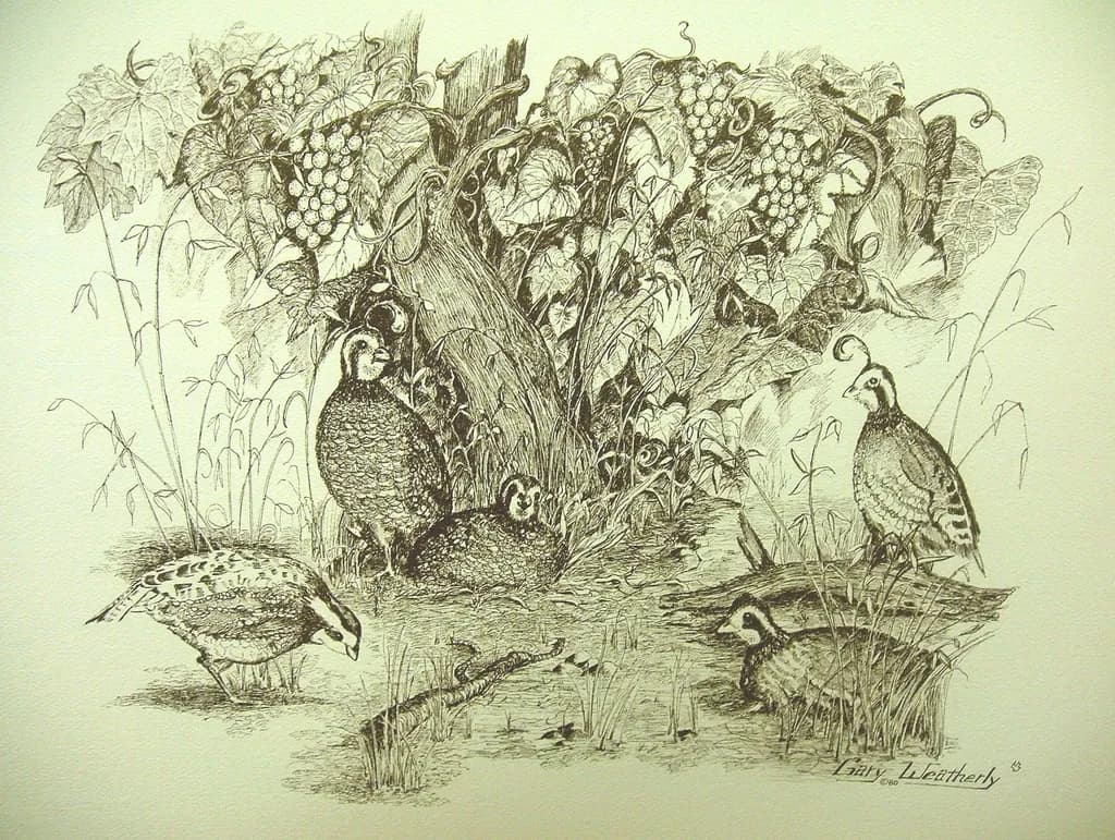 "Quail Among the Vines: A Detailed Study of Napa Valley's Natural Harmony"