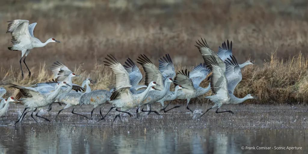 Cranes in Motion