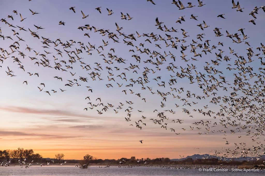 Flock at Dusk