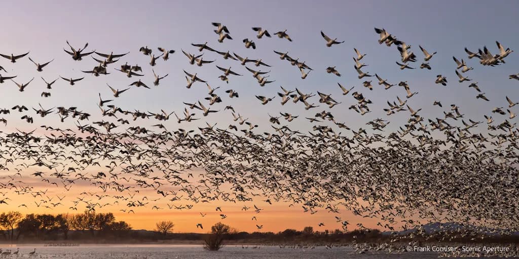 Sunset Migration