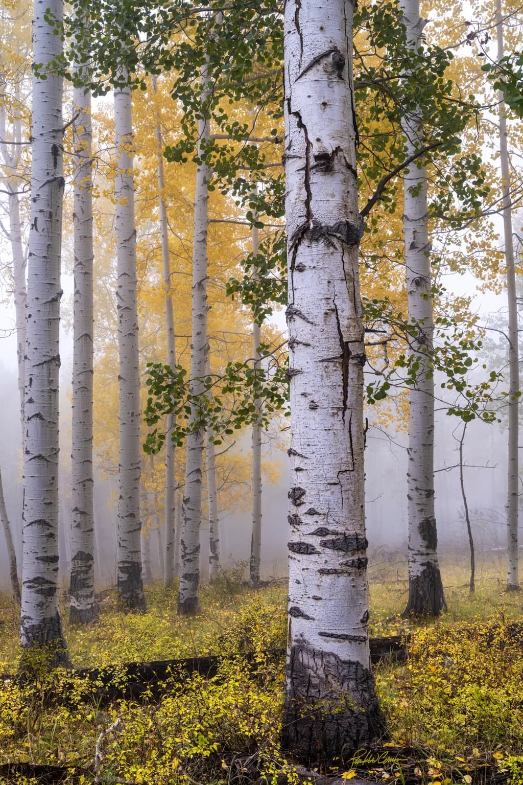 Whispers of Autumn: Embracing the Golden Aspens in Morning Mist 🌿✨