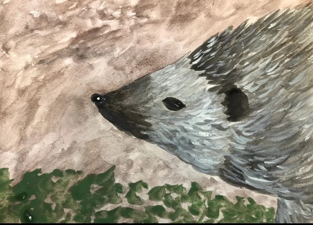 Hedgehog Encounter