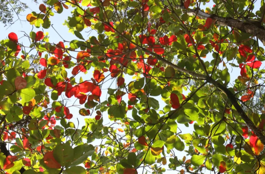 Leaves in Transition