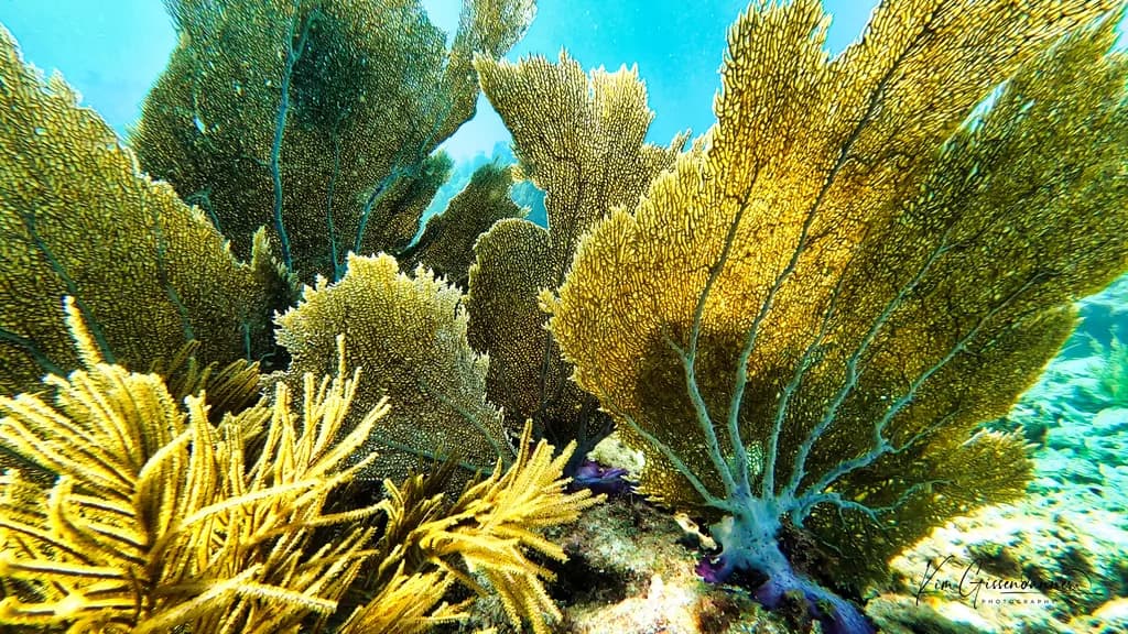 Sea Fans