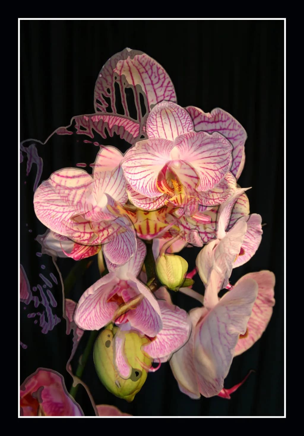 Polymerge Orchids