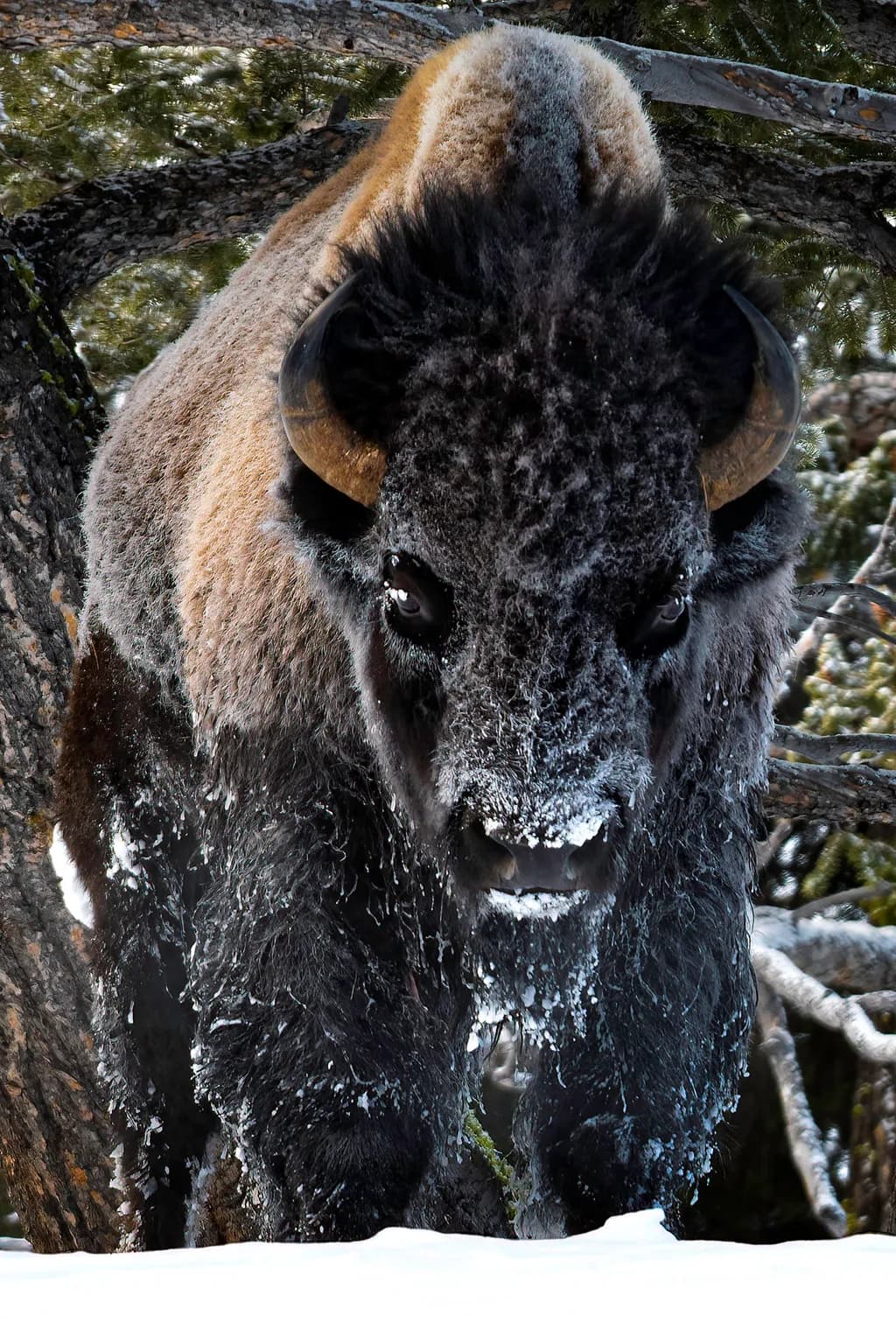 Bison in Winter