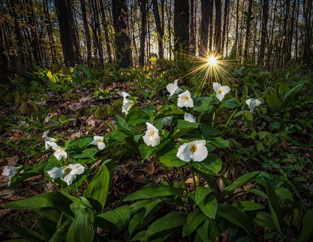 Trillium Glow