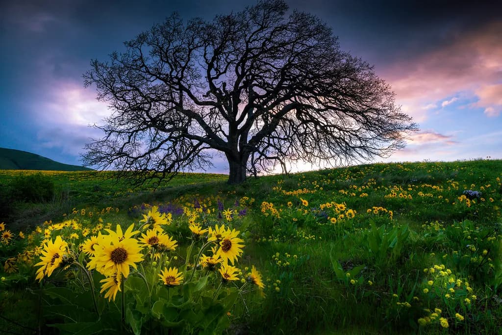 Sunflower Grove