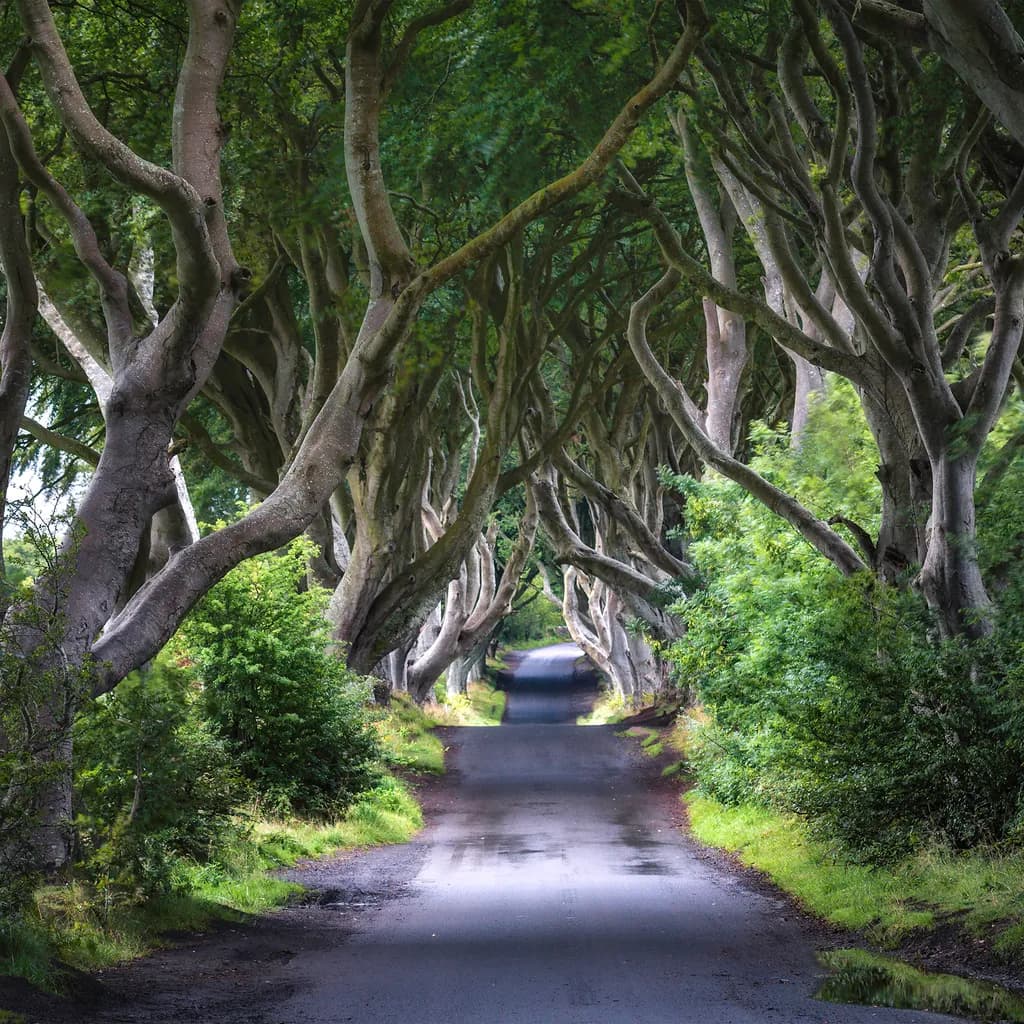 Into the Woods