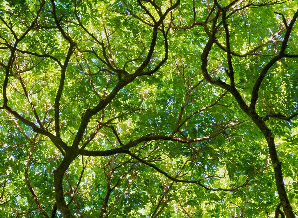 Whispers of Green: A Canopy of Life and Light