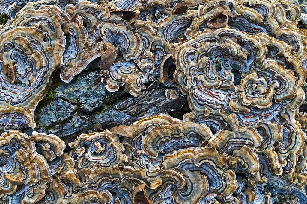 Turkey Tail