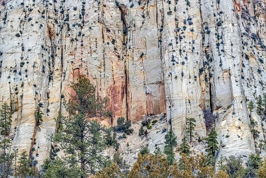 Zion Landscape