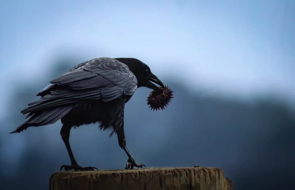 Crow with Sea Urchin
