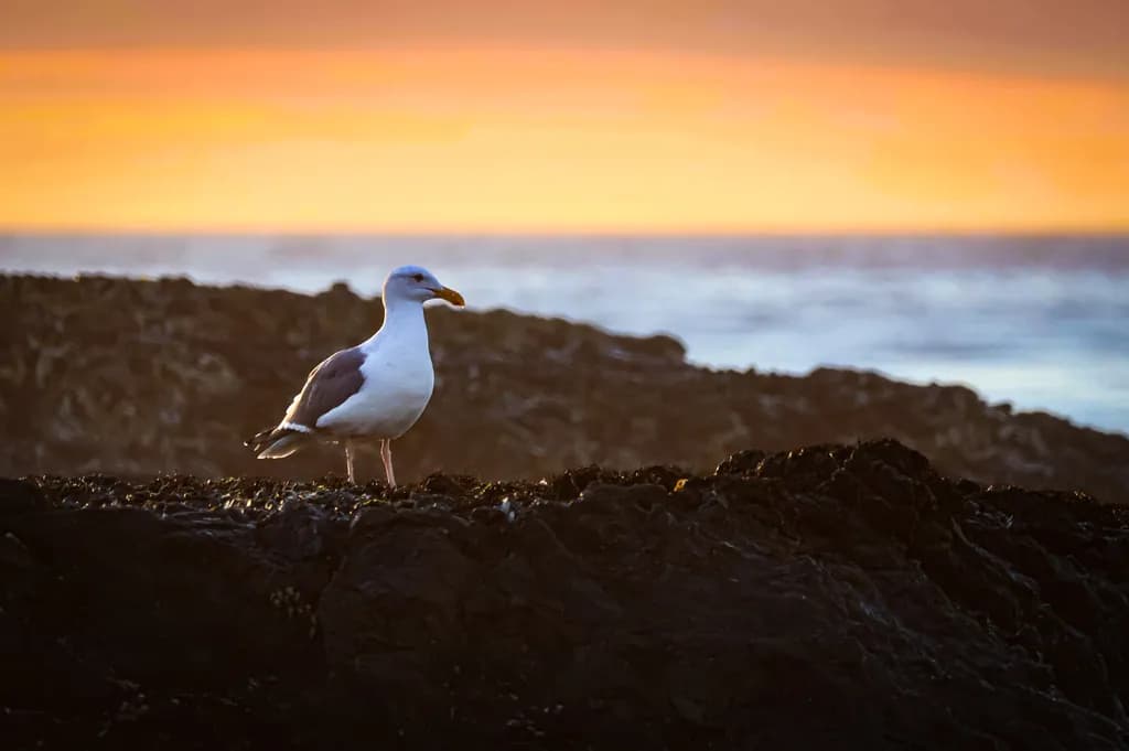 Coastal Sentinel